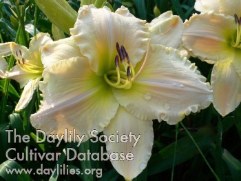 Daylily Asheville Open Arms