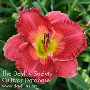 Daylily Asian Spice