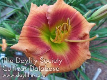 Daylily Adorable Face