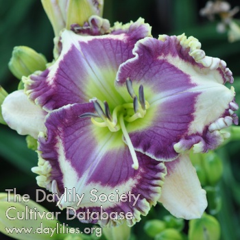 Daylily Align Yourself