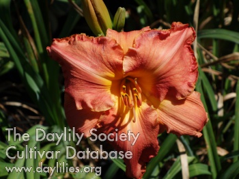 Daylily Apple Coral