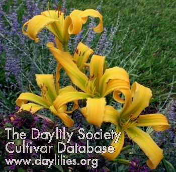 Daylily Banana Pepper Spider