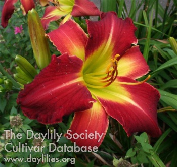 Daylily Big Honking Red Head