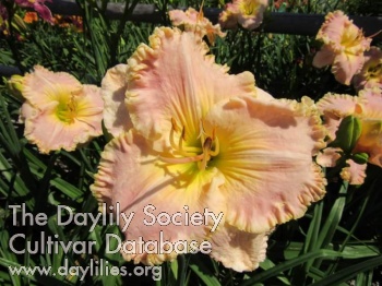 Daylily Banks of Jeddore