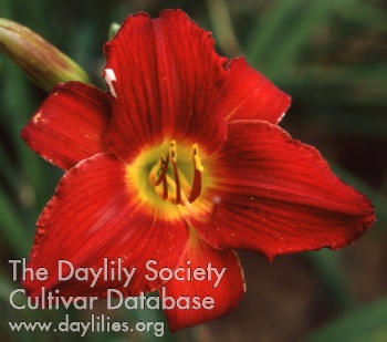 Daylily Barbarossa