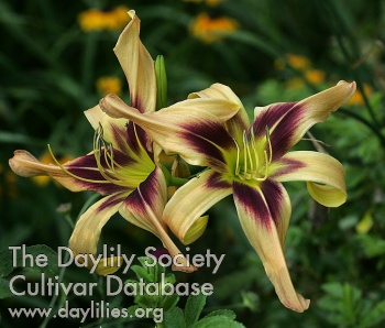 Daylily Bat Signal