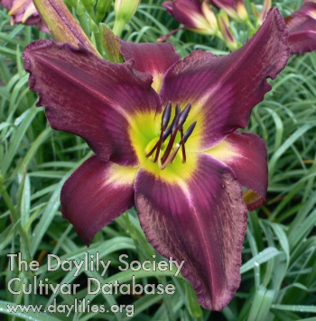 Daylily Beauty for Ashes