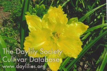 Daylily Bee's Deo Gratias