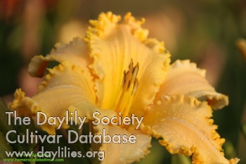 Daylily Bellmar Dechiqueture