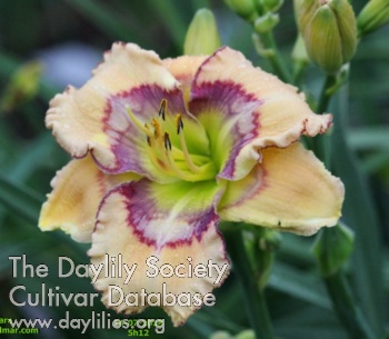 Daylily Bellmar Heat Pattern