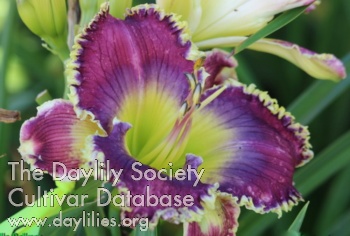 Daylily Bellmar Dentist