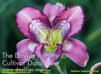 Daylily Bellmar Instant Special