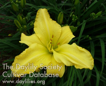 Daylily Bells Appealing