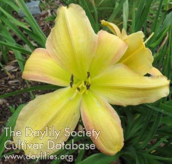 Daylily Belmont Park