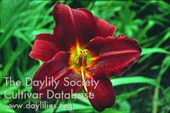 Daylily Berlin Oxblood