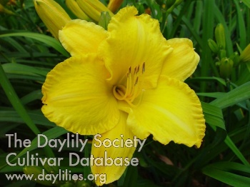 Daylily Berlin Sun
