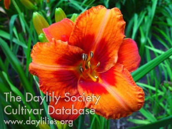 Daylily Berliner Feuerring