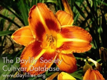 Daylily Berliner Ring