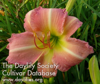 Daylily Best of Friends