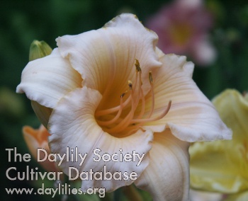 Daylily Between Dark and Dawn