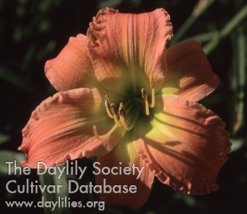 Daylily Binnorie