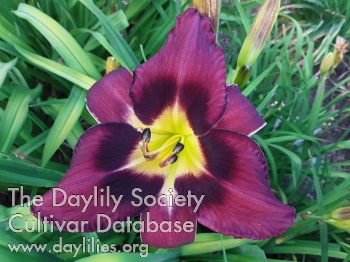 Daylily Blessings of the Night