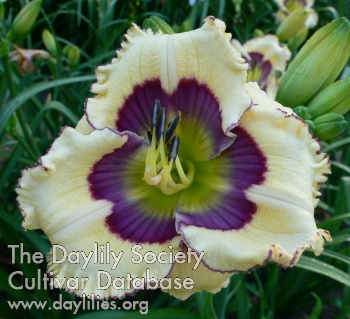 Daylily Blue Christmas