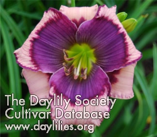 Daylily Blue Boundaries