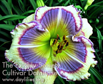 Daylily Blue Spring