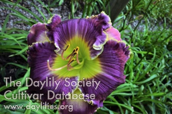 Daylily Bluemoon Bouquet
