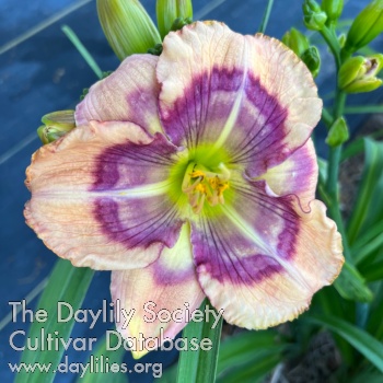 Daylily Blurry Face