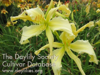 Daylily Boitzer Snowcrab for Berlin