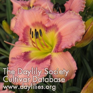 Daylily Bold Secret