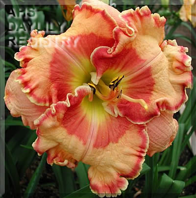 Daylily Border Blessed