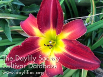 Daylily Brazilia