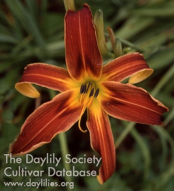 Daylily Brown Recluse