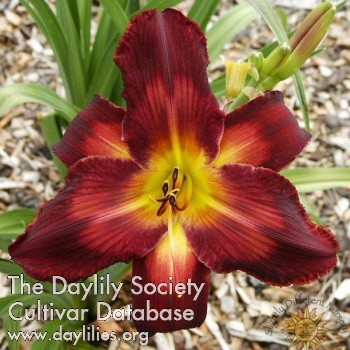 Daylily Burnin' Down the House