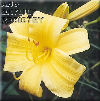 Daylily By the Golden Rule