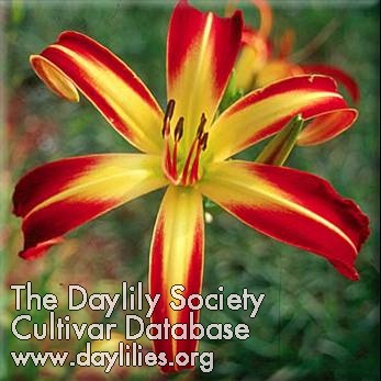 Daylily Boogie My Woogie Baby