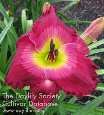Daylily Boo! You're It!