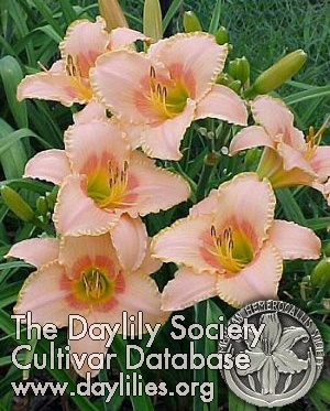 Daylily Bordello Queen