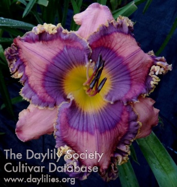Daylily Burst into Bloom