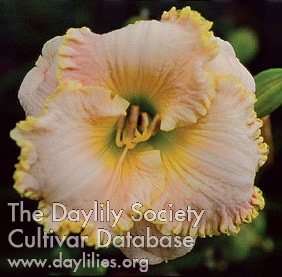 Daylily By Design
