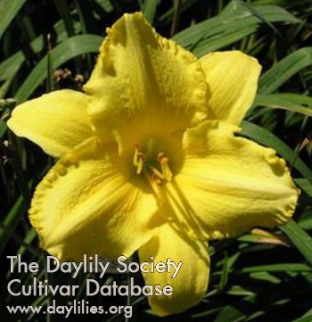 Daylily Caledonia