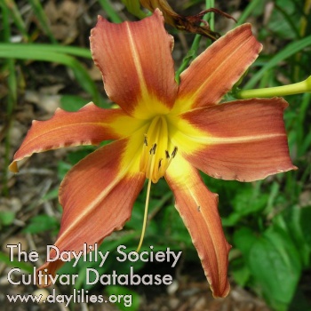 Daylily Challenger
