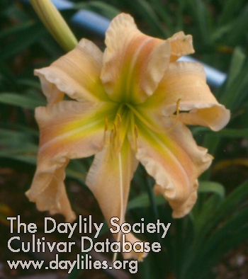 Daylily Christening Spirit