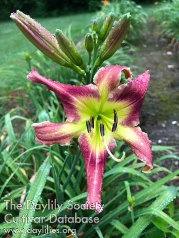 Daylily Cade Tekulve