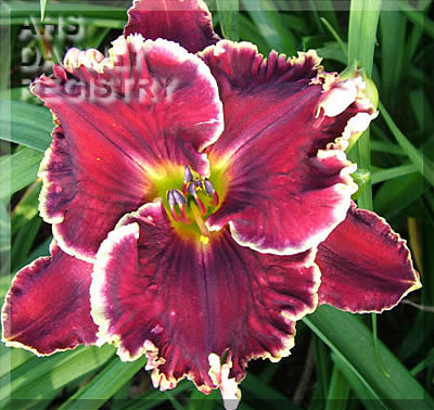 Daylily Calypso Berry