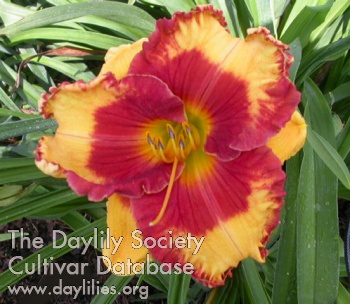 Daylily Candid Colors