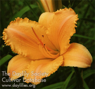 Daylily Canticle of Hope